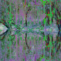 Forest Dreaming